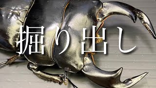 【アンタエウスオオクワガタ】1年8ヶ月かけて羽化してきたの巻〜【オオクワガタ】【パリーオオクワガタ】