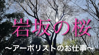 No.1 tree care ArborJapan 岩坂の山桜を後日見に行ってみた。【空撮】