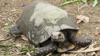 Yellow footed tortoise nursery