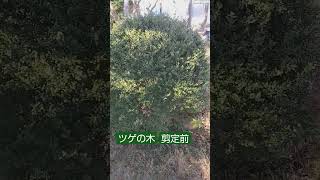 ツゲの木、剪定前