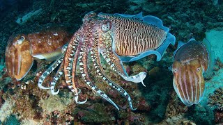 Cuttlefish: Masters of Camouflage and Mind-Bending Abilities!