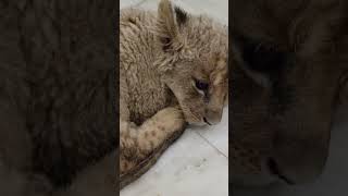 Baby lion🥰😱#youtube #nature #youtubeshorts #ytshorts