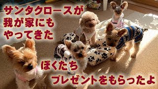 🎅🏻サンタクロースから保護犬たちにプレゼント🎁💕