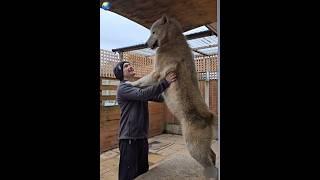 A Large Polar Wolf The Largest Wolf You Will Ever See Wolf Animals