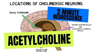 2-Minute Neuroscience: Acetylcholine