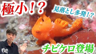 【小さ過ぎ】極小カエルアンコウが登場！！小さ過ぎて見逃してしまいます。。