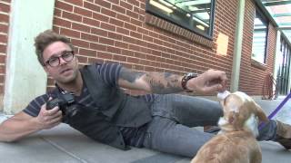 One Picture Saves a Life: Training video # 3 - How to photograph Dogs