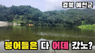 붕어들도 피서 갔나? - 붕어낚시 / 노지낚시 / 전층낚시 / 내림낚시 / 민물낚시 / へらぶな / crucian carp /carp fishing / 노지낚시