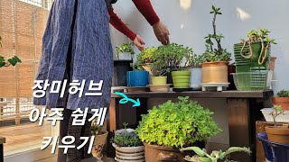 [전원일상vlog]강천섬 산책/장미허브키우기/익소라 꽃나무 물꽂이