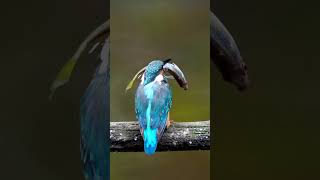 2024メモラブル大魚叩き Episode5 #shorts #kingfisher #happyhovering #α9III #birds #wildlife