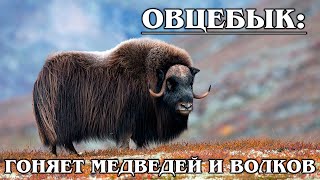 ОВЦЕБЫК: Суровый мускусный бык | Интересные факты про быков