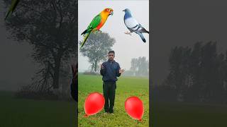 Balloon to Parrot, piegun, swan and peacock VFX video #shorts #vfx #treanding