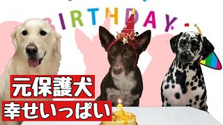 【大型犬】元保護犬、家にきて２年が経ちました。皆で祝う１日に密着。英国ゴールデンレトリバー、ダルメシアン、ミーアキャット