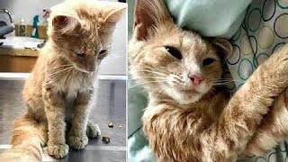 涙が出るほど！ホームレスの雄猫が打ちひしがれた男を救った。