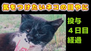 【最新情報４日目の経過】目やにの投与で少しづつ症状が変わってきた猫