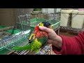 こんぱまる相生店　いつまでも遊びたいゴシキセイガイインコ♀