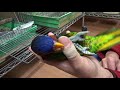 こんぱまる相生店　いつまでも遊びたいゴシキセイガイインコ♀