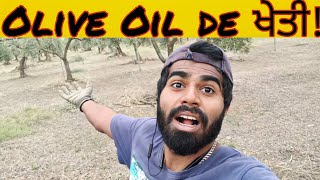 olive oil 🫒 de ਖੇਤੀ! in Italy 🇮🇹