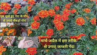 जाफरी फ्रेंच गेंदा फूल बीज से उगाने का आसान तरीका how to grow jafry French marigold flower