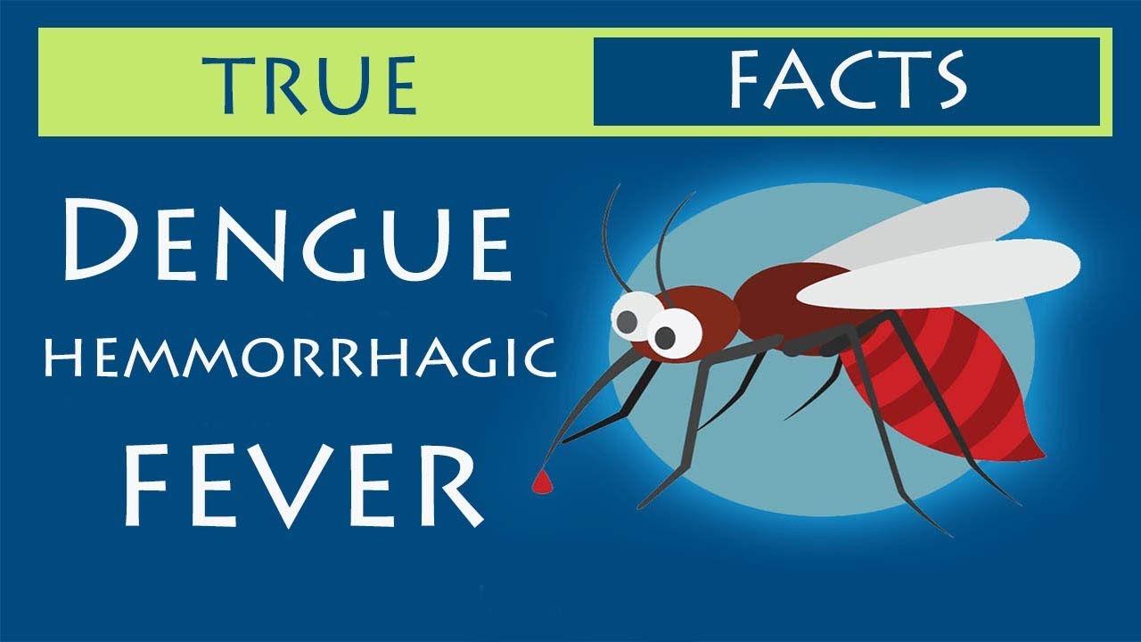 True Facts About Dengue Fever - YouTube