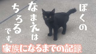 保護した子猫が先住猫と対面したら！  予想通りの展開…