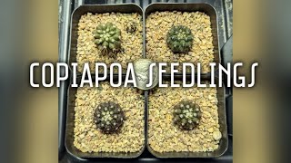 My Copiapoa cactus seedlings | 4-9 months old