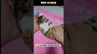 내손이 그렇게 소름끼쳤니? #cat #냥춘기 #고양이 #cute #catlover #pet #고양이일상 #funny #shorts #pets