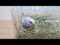 【初挿し餌】雛鳥さんの挿し餌で飼い主がテンパりましたw【セキセイインコ】budgerigar parakeet