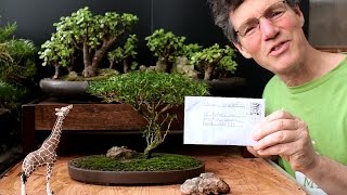 Starting an Acacia Bonsai from Seed, April 2016 Starting an Acacia Bonsai from Seed, April 2016