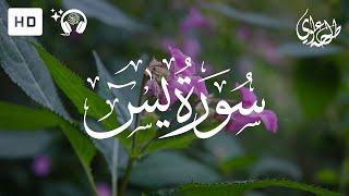 Surah Yasin (Yaseen) Full - Talha Alvi | سورة يس - طلحه علوي