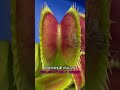 Breeding Venus Flytraps #shorts