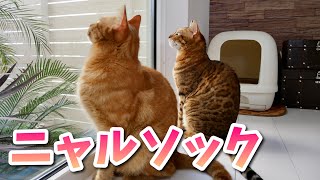 ニャルソック出動！鳥を見つけてお喋りしちゃう猫🐈