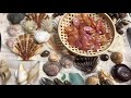 ビーチコーミング part1 beachcombing 海 beach 貝殻拾い shell 趣味 ストレス発散 生き物