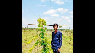 আংগুর!  বাংলাদেশে আঙ্গুর  চাষ । আজ গাছ কাটিং নিয়ে আলোচনা। Use: Soil Charger Technology