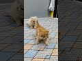 kittens cute playful fight s. meow amd sunny cats kitten cutecat