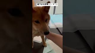 散歩から帰ると敷いていたペットシーツが最近、ぐちゃぐちゃにです_(:3 」∠)_犯人は野獣…赫虎なんて恐ろしい子…#柴犬 #shorts #子犬 #チャンネル登録よろしくお願いします