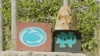 Zoo Miami lioness predicts Notre Dame to win Orange Bowl