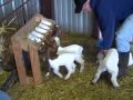 Bottle Feeding Group of young Boer goat kids