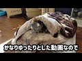 【 癒し】お昼寝しようとしている猫を撮ってみたらめちゃくちゃ可愛かった