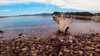 カニを捕ってぶっ込み釣りでチヌを釣った日【浜名湖2020秋】 Fishing with crabs! -Black sea bream-