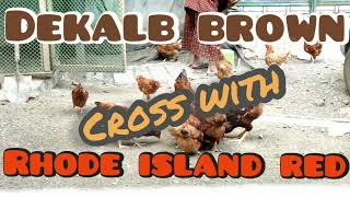 Dekalb brown cross with Rhode Island Red Rooster | Part 4: Almost 6 months old