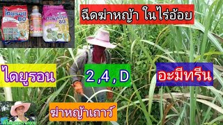 ฉีดยาฆ่าหญ้า ในไร่อ้อย ( ไดยูรอน + 2,4,D + อะมีทรีน )