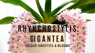 Rhynchostylis Gigantea Spotlight : Flowers and Colour Varieties 🌸 Cartoon, Spots \u0026 Red | Care Tips