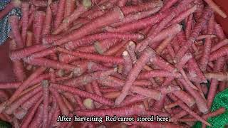 Red Carrot after harvesting from my farm