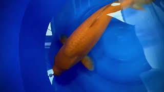 Mango karashi femelle nisai 53cm de chez Hosokai koi farm