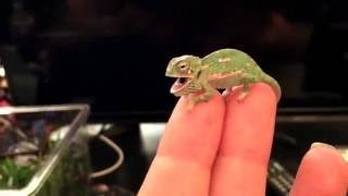 BABY CHAMELEON Changes Color Pattern (1 DAY OLD)