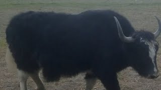 top 12 mountain cows in my village ||Animals Earth ||