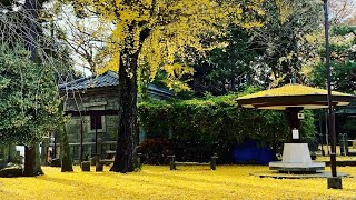 昨日の武生(福井県越前市) 総社通り→本興寺→稲荷神社→東小学校→北府駅→越前武生駅→越前市役所→総社→成田藤助　2022年11月19日撮影　ECHIZEN TAKEFU