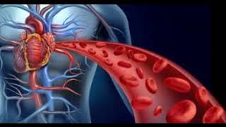 Blood circulation 2 د وینی دوران د انسان په وجود کی