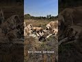 lions surrounded the warthog in the cave animal world animal world highlights amazing animals li